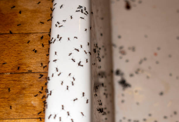 Best Termite Control Services  in Windsor Heights, IA