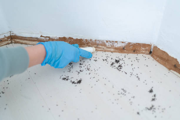 Best Local Pest Control Services  in Windsor Heights, IA