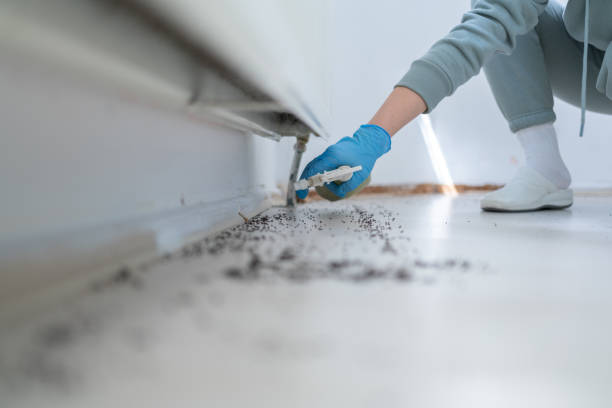 Best Wasp Removal Services  in Windsor Heights, IA
